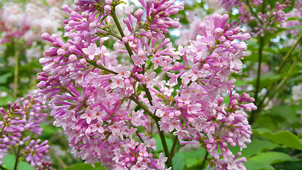 Image showing Beautiful blossoming lilac flowers