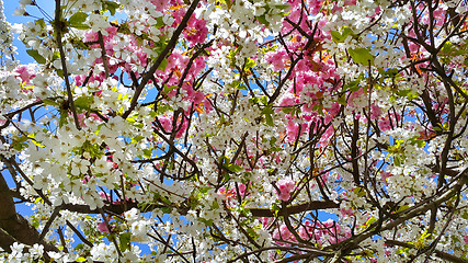 Image showing Beautiful pink and white flowers of spring cherry 