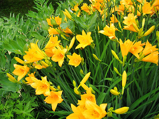 Image showing Beautiful yellow flowers of day-lily