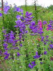 Image showing Beautiful flowers in summer garden          