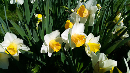 Image showing Close-up of beautiful bright Narcissus flowers