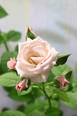 Image showing Branch of beautiful pink rose