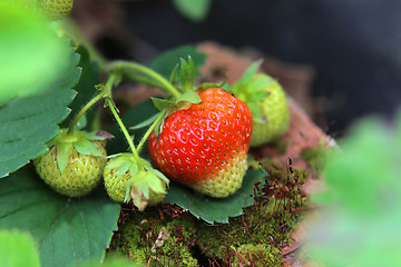 Image showing Branch with bright ripening strawberries