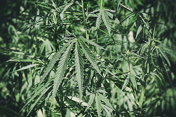 Image showing Abstract background with cannabis plant (hemp, marijuana)