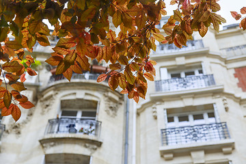 Image showing Beautiful branches of spring tree against facade of a typical ol