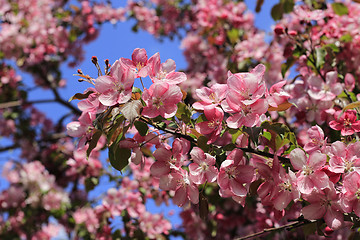 Image showing Branches of spring apple tree with beautiful pink flowers