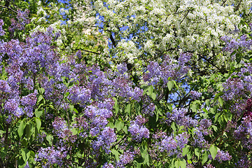 Image showing Beautiful flowering spring bushes and trees