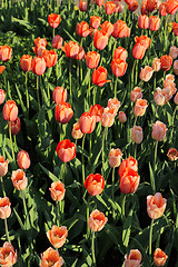 Image showing Beautiful red tulips in sunlight