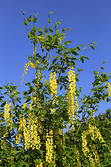 Image showing Beautiful bright yellow flowers of wisteria