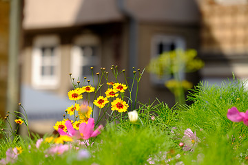 Image showing Flowers on a meadow in Aalen