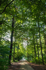 Image showing Romantic forest near Aalen