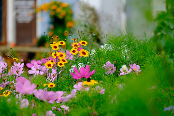 Image showing Flowers on a meadow in Aalen