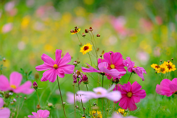 Image showing Flowers on a meadow in Aalen