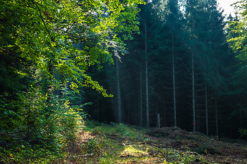 Image showing Romantic forest near Aalen