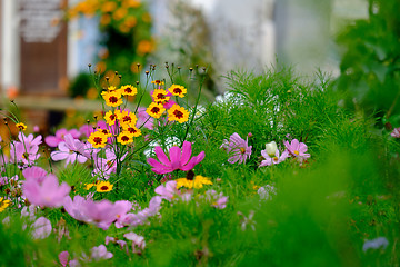 Image showing Flowers on a meadow in Aalen