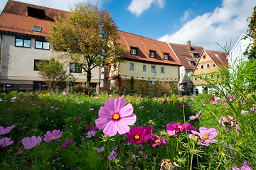 Image showing Flowers on a meadow in Aalen