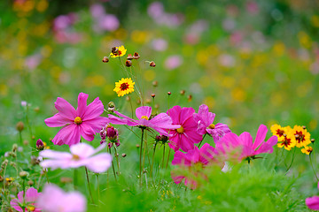 Image showing Flowers on a meadow in Aalen