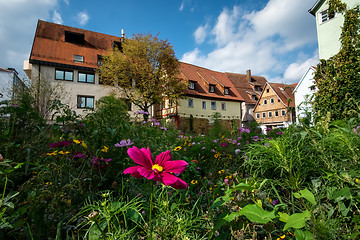 Image showing Flowers on a meadow in Aalen