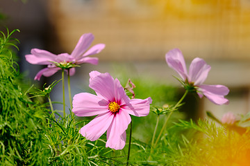 Image showing Flowers on a meadow in Aalen