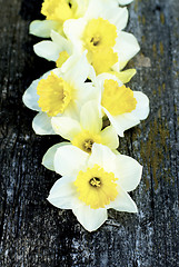 Image showing Spring Yellow and White Daffodils