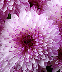 Image showing Pink and White Chrysanthemum