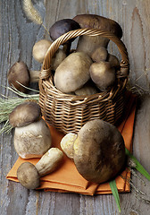 Image showing Various Boletus Mushrooms