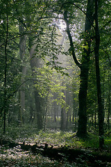 Image showing Deciduous stand with hornbeams and oaks