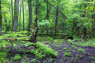 Image showing Moss wrapped stump and fern in spring