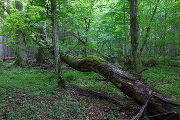 Image showing Old oak tree broken lying in spring forest