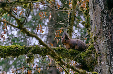 Image showing Eurasian Red Squirrel on hornbeam branch