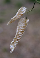 Image showing Two dry hornbeam leaves