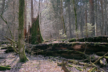 Image showing Partly declined oak tree in spring