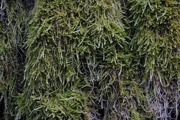 Image showing Tree moss close up in spring