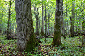 Image showing Deciduous stand in morning with oak tree