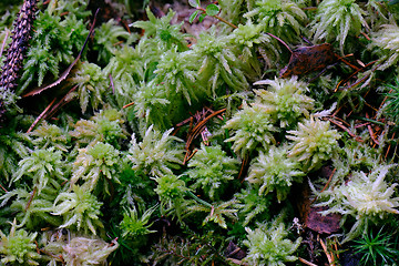 Image showing Springtime Peat Moss close up