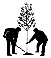 Image showing Two men planting a tree