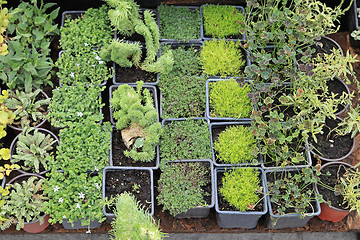 Image showing Nursery Plants