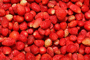 Image showing Wild Strawberry