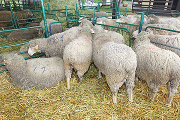 Image showing Sheep Farm
