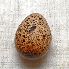 Image showing Quail Egg