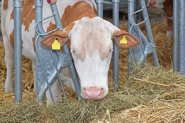 Image showing Cow Farm