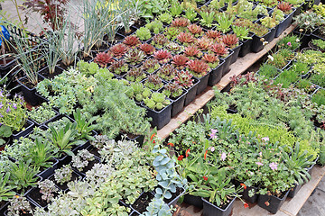 Image showing Seedlings Nursery