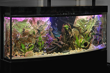 Image showing Aquarium