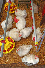 Image showing Chickens Coop