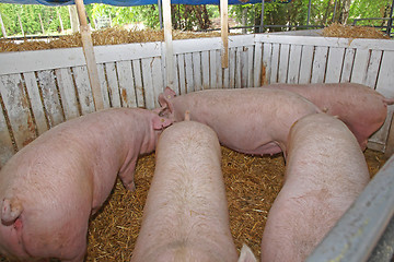 Image showing Pigs Farm