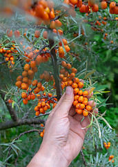 Image showing A man\'s hand holds a bunch of juicy orange sea-buckthorn berries in a summer garden