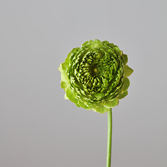 Image showing green flower on a gray background