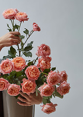 Image showing Happy girl florist holding a pot with gentle pink roses on a gray background