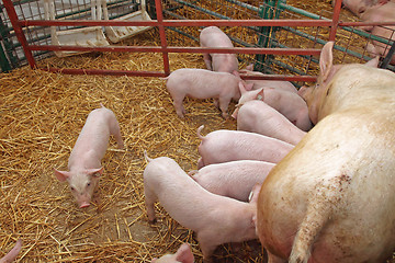 Image showing Piglets