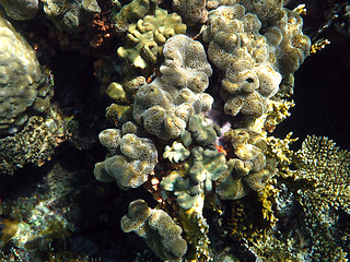 Image showing Leathery soft coral